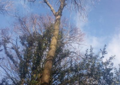 A tall tree being worked on by Will our chief tree surgeon