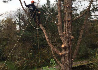 Will our head tree surgeon from Lumber Tree Care hard at work