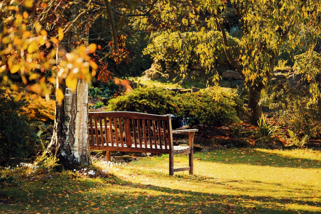 Park bench under a tree