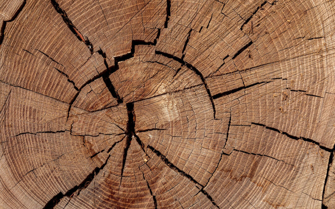 Why Stump Grinding Is the Best Solution for Unwanted Tree Stumps in Lancaster and Morecambe