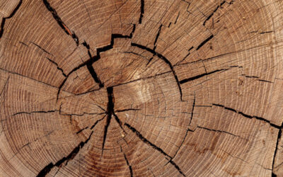 Why Stump Grinding Is the Best Solution for Unwanted Tree Stumps in Lancaster and Morecambe