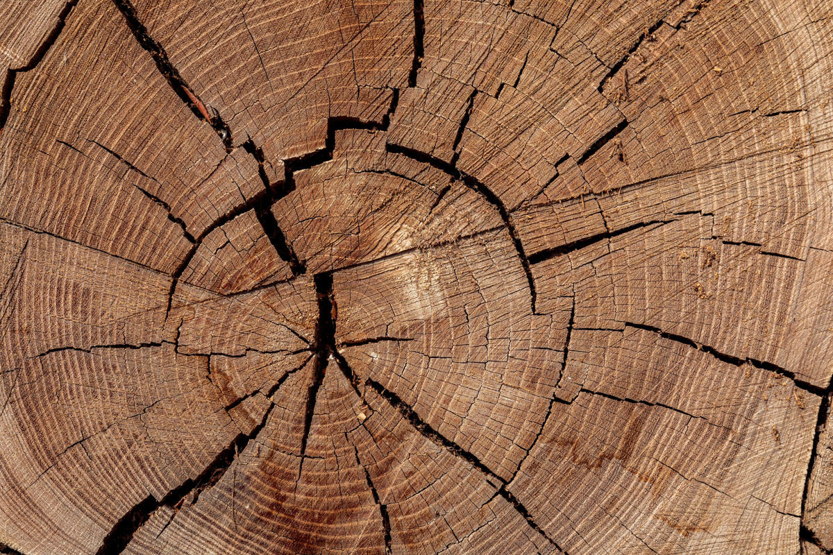 Why Stump Grinding Is the Best Solution for Unwanted Tree Stumps in Lancaster and Morecambe