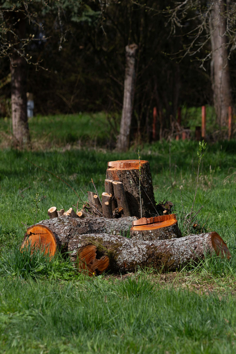 stump7